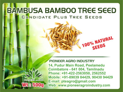 Bambusa Bamboo